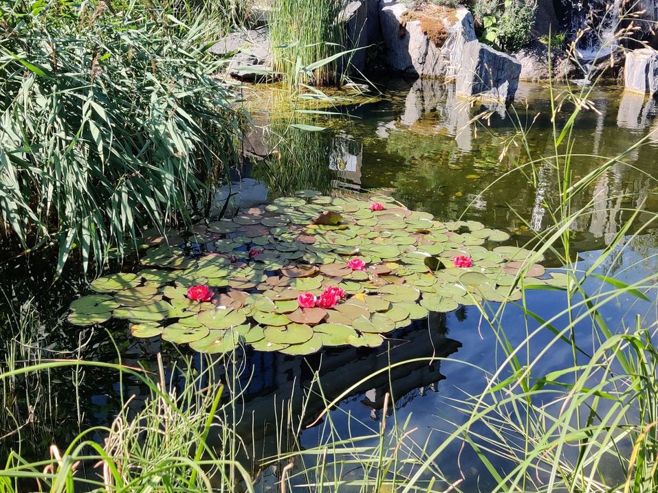 Сад у «Косого дома» завоевал «серебро» на самой известной цветочной выставке в мире 3 Сад у «Косого дома» завоевал «серебро» на самой известной цветочной выставке в мире 3