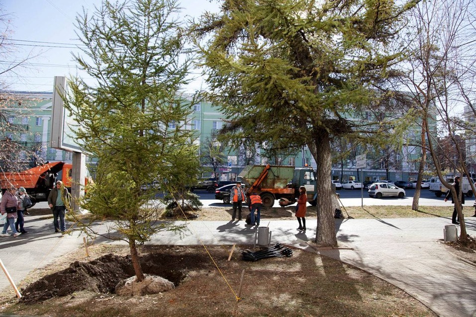 Алексей Текслер посадил даурские лиственницы на проспекте Ленина в Челябинске 1 Алексей Текслер посадил даурские лиственницы на проспекте Ленина в Челябинске 1