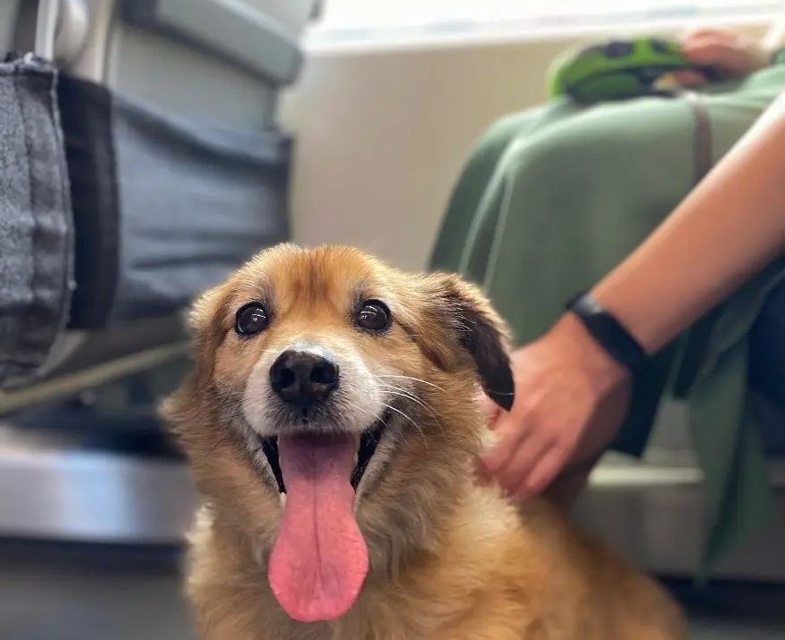 Собака в электричке Собака в электричке