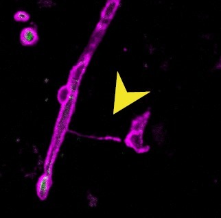«Уже понятно, что SARS-CoV-2 один из самых коварных вирусов. И России пора задуматься» 1 «Уже понятно, что SARS-CoV-2 один из самых коварных вирусов. И России пора задуматься» 1