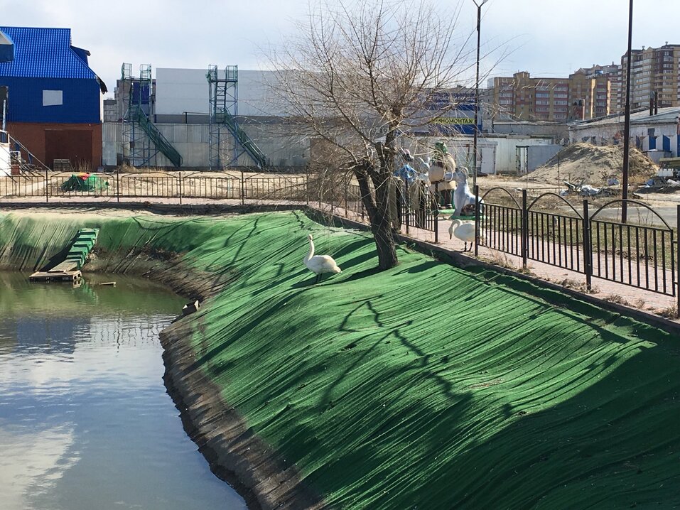 Кроме лебедей в водоеме живут рыбы в огромном количестве Кроме лебедей в водоеме живут рыбы в огромном количестве