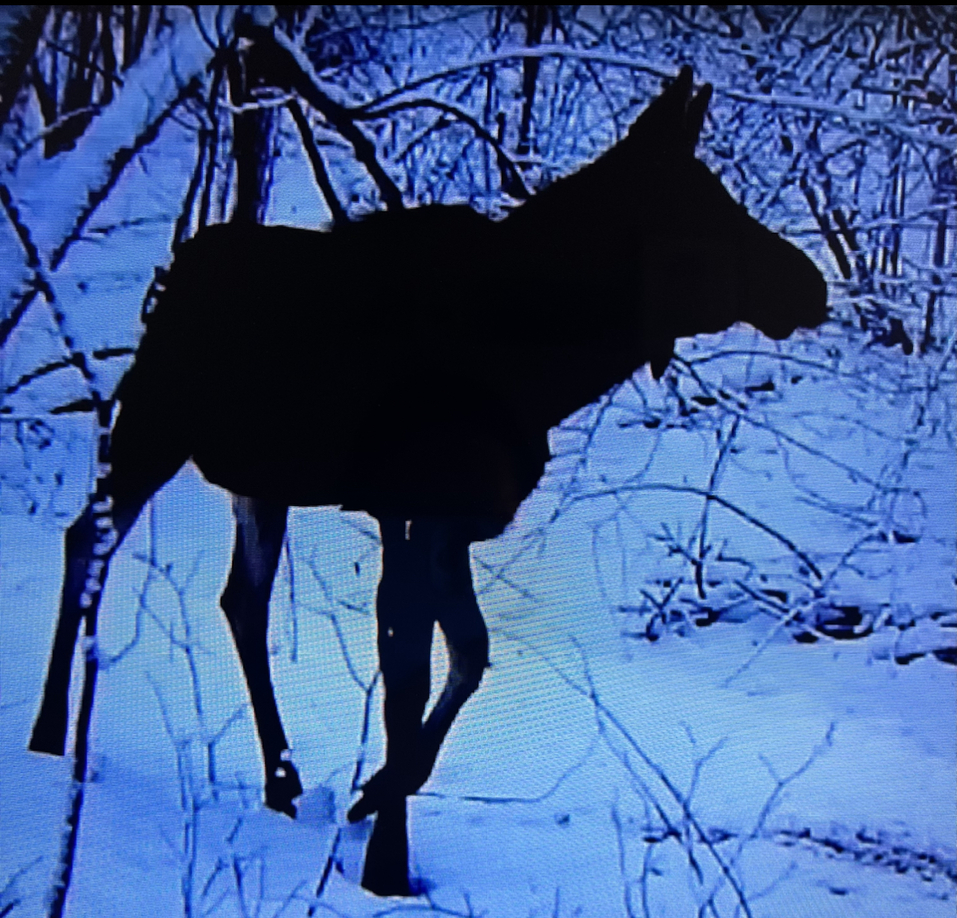 В Павловском районе нелегально охотились на лосей. Нарушителя зафиксировала фотоловушка 2 В Павловском районе нелегально охотились на лосей. Нарушителя зафиксировала фотоловушка 2