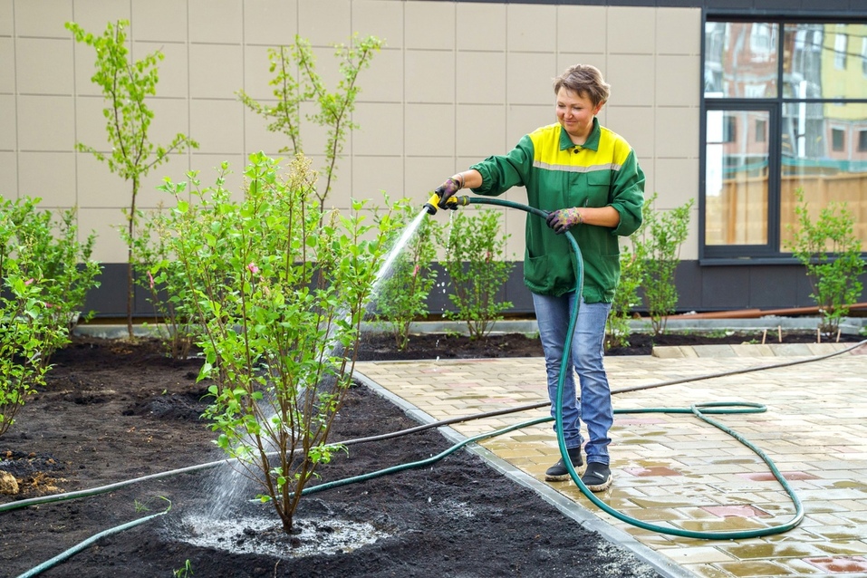 Сотрудники УК следят за зелеными насаждениями Сотрудники УК следят за зелеными насаждениями