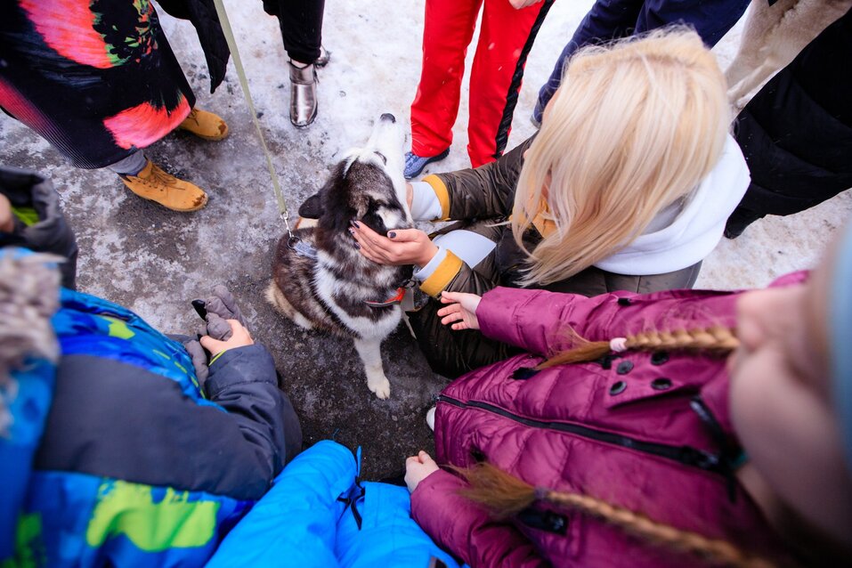 «Благодаря таким мероприятиям больше хаски получают шанс попасть в заботливые семьи» 4 «Благодаря таким мероприятиям больше хаски получают шанс попасть в заботливые семьи» 4
