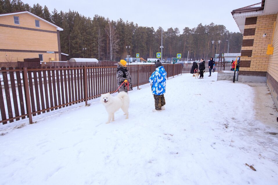 «Благодаря таким мероприятиям больше хаски получают шанс попасть в заботливые семьи» 5 «Благодаря таким мероприятиям больше хаски получают шанс попасть в заботливые семьи» 5