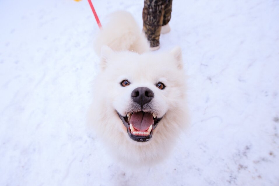 «Благодаря таким мероприятиям больше хаски получают шанс попасть в заботливые семьи» 6 «Благодаря таким мероприятиям больше хаски получают шанс попасть в заботливые семьи» 6