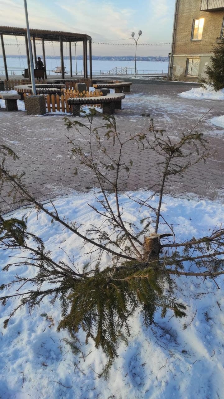 Котова пригрозила свернуть программу озеленения Челябинска из-за спиленной елки на Смолино 1 Котова пригрозила свернуть программу озеленения Челябинска из-за спиленной елки на Смолино 1