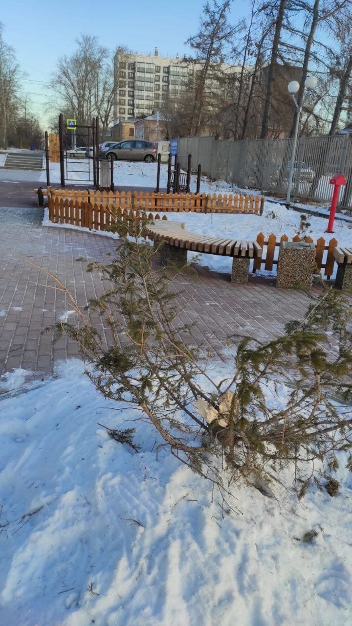 Котова пригрозила свернуть программу озеленения Челябинска из-за спиленной елки на Смолино 2 Котова пригрозила свернуть программу озеленения Челябинска из-за спиленной елки на Смолино 2