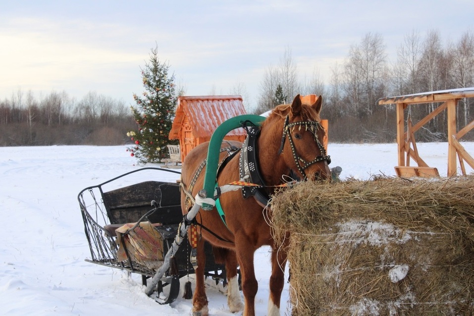 От обычного городского глэмпинга этот отличается деревенским колоритом