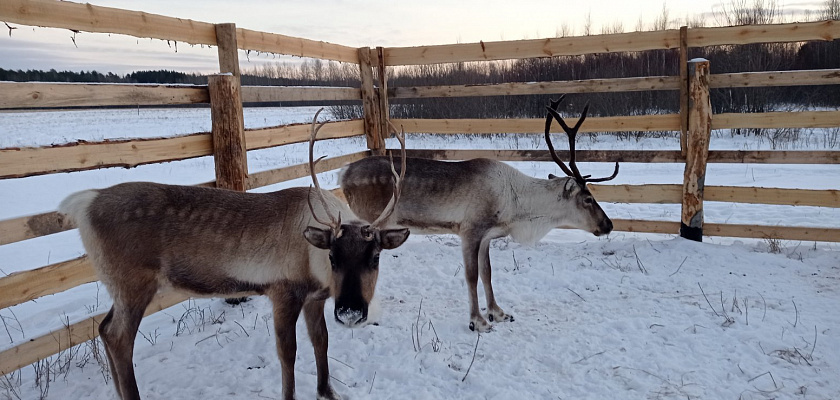 Не только лошади, но и олени Не только лошади, но и олени