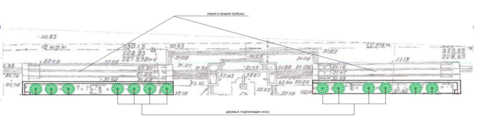 На площади Революции срубят старые ели 1 На площади Революции срубят старые ели 1