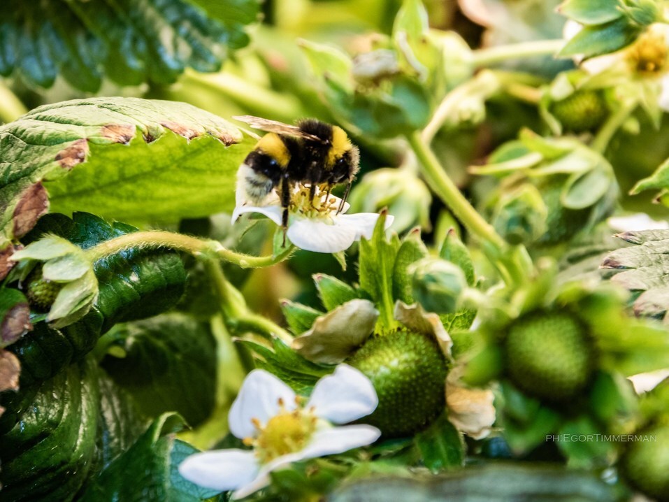Собран первый зимний урожай клубники, выращенный в лаборатории iFarm 1 Собран первый зимний урожай клубники, выращенный в лаборатории iFarm 1