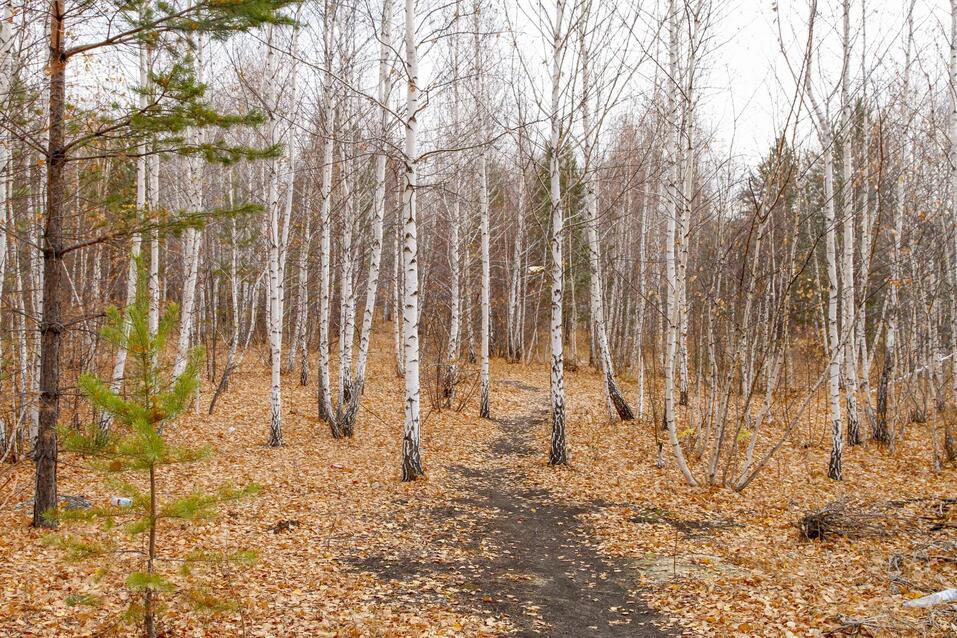 На западном берегу Шершневского водохранилища продают землю под новые ЖК 4 На западном берегу Шершневского водохранилища продают землю под новые ЖК 4