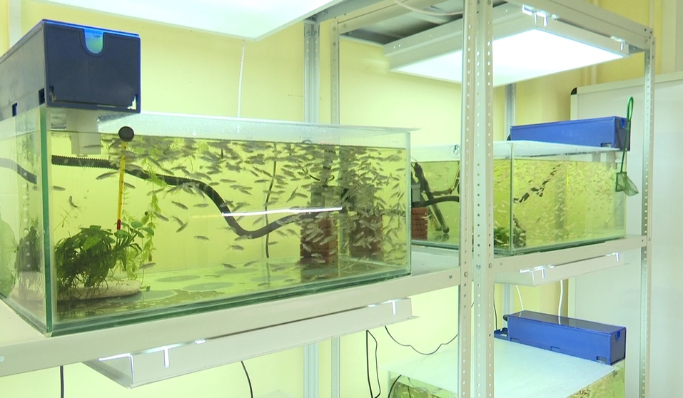 Ученые НГУ исследовали на рыбках действие токсина, вызывающего болезнь Паркинсона 1 Ученые НГУ исследовали на рыбках действие токсина, вызывающего болезнь Паркинсона 1