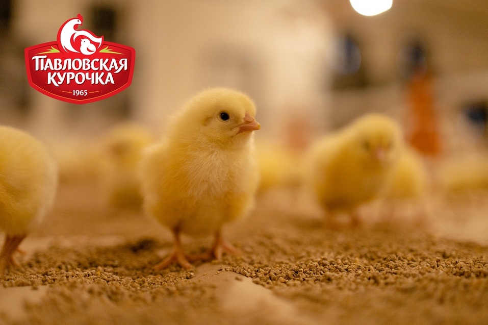 С фермы на полку. «Павловская курочка» запускает новую линейку продуктов 1 С фермы на полку. «Павловская курочка» запускает новую линейку продуктов 1