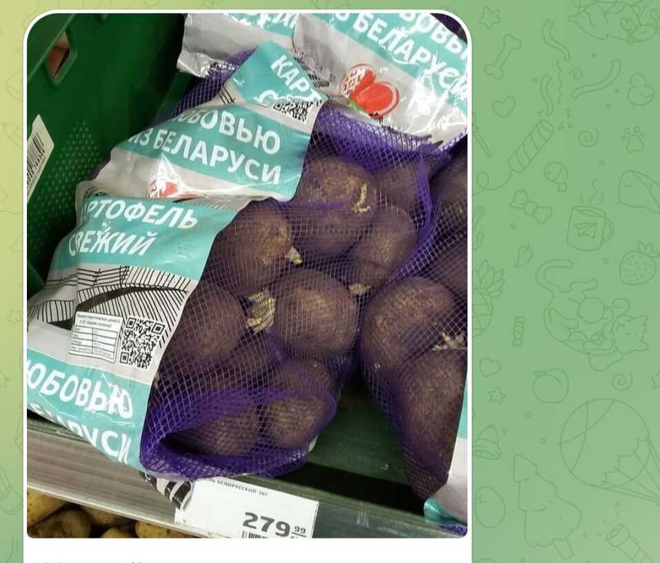 Триумф картофель характеристика отзывы