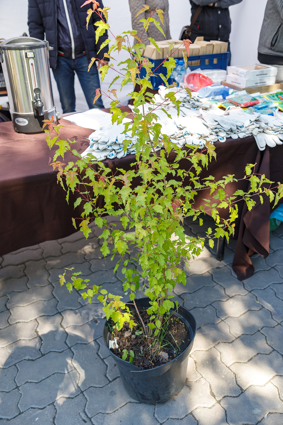 Издание «Деловой квартал» и новосибирское бизнес-сообщество подарили городу зеленую аллею 18 Издание «Деловой квартал» и новосибирское бизнес-сообщество подарили городу зеленую аллею 18