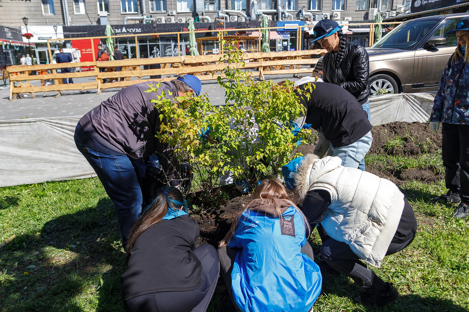Издание «Деловой квартал» и новосибирское бизнес-сообщество подарили городу зеленую аллею 29 Издание «Деловой квартал» и новосибирское бизнес-сообщество подарили городу зеленую аллею 29