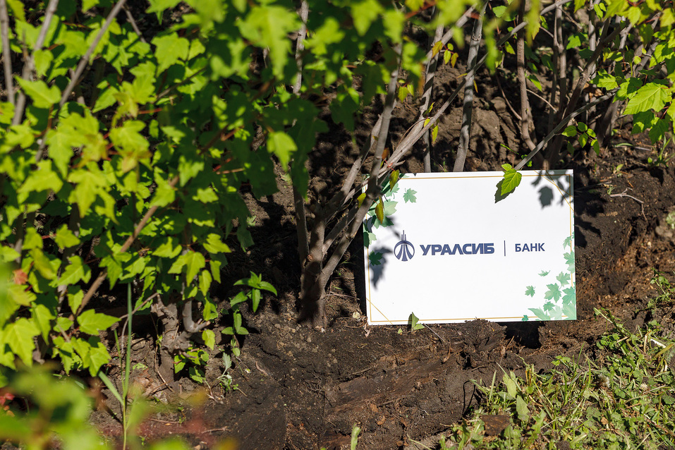 Издание «Деловой квартал» и новосибирское бизнес-сообщество подарили городу зеленую аллею 37 Издание «Деловой квартал» и новосибирское бизнес-сообщество подарили городу зеленую аллею 37