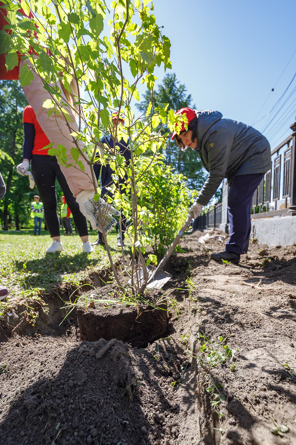 Издание «Деловой квартал» и новосибирское бизнес-сообщество подарили городу зеленую аллею 49 Издание «Деловой квартал» и новосибирское бизнес-сообщество подарили городу зеленую аллею 49