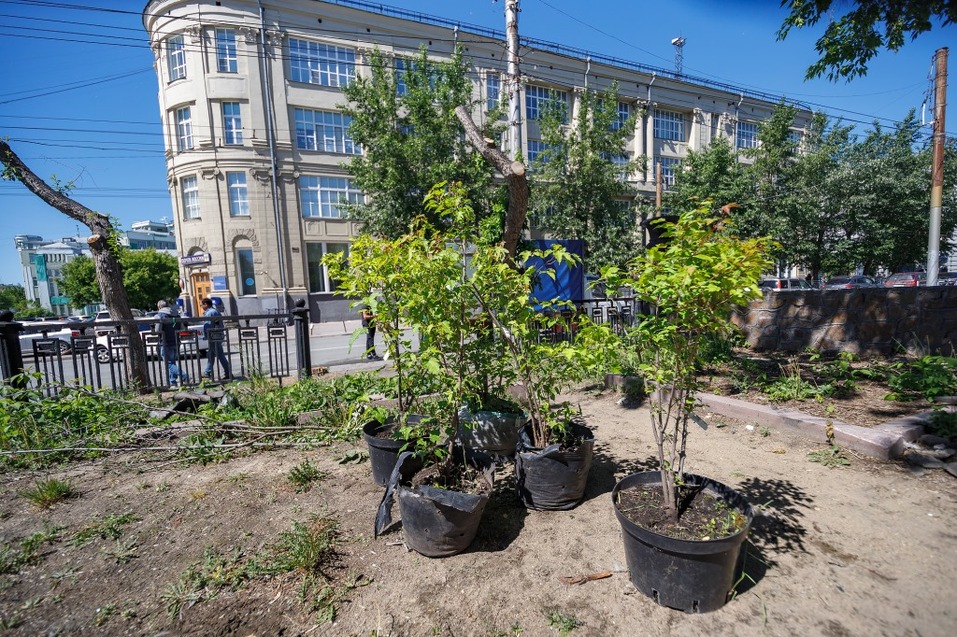 Издание «Деловой квартал» и новосибирское бизнес-сообщество подарили городу зеленую аллею 69