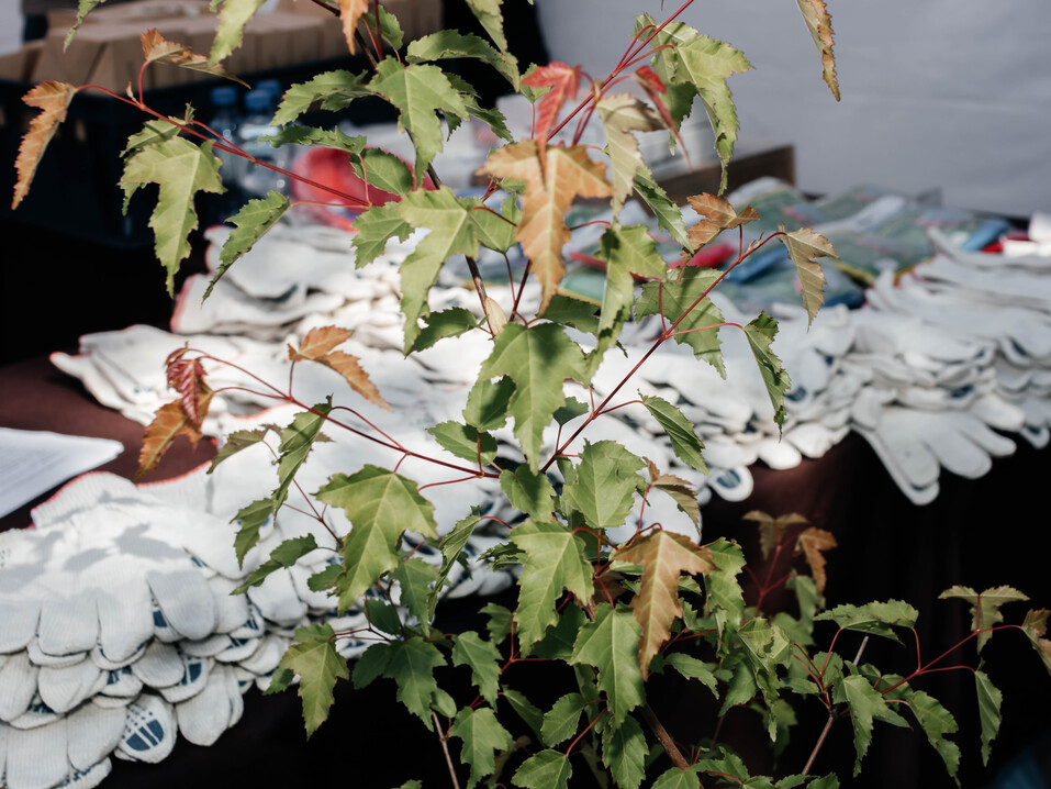 Издание «Деловой квартал» и новосибирское бизнес-сообщество подарили городу зеленую аллею 92 Издание «Деловой квартал» и новосибирское бизнес-сообщество подарили городу зеленую аллею 92