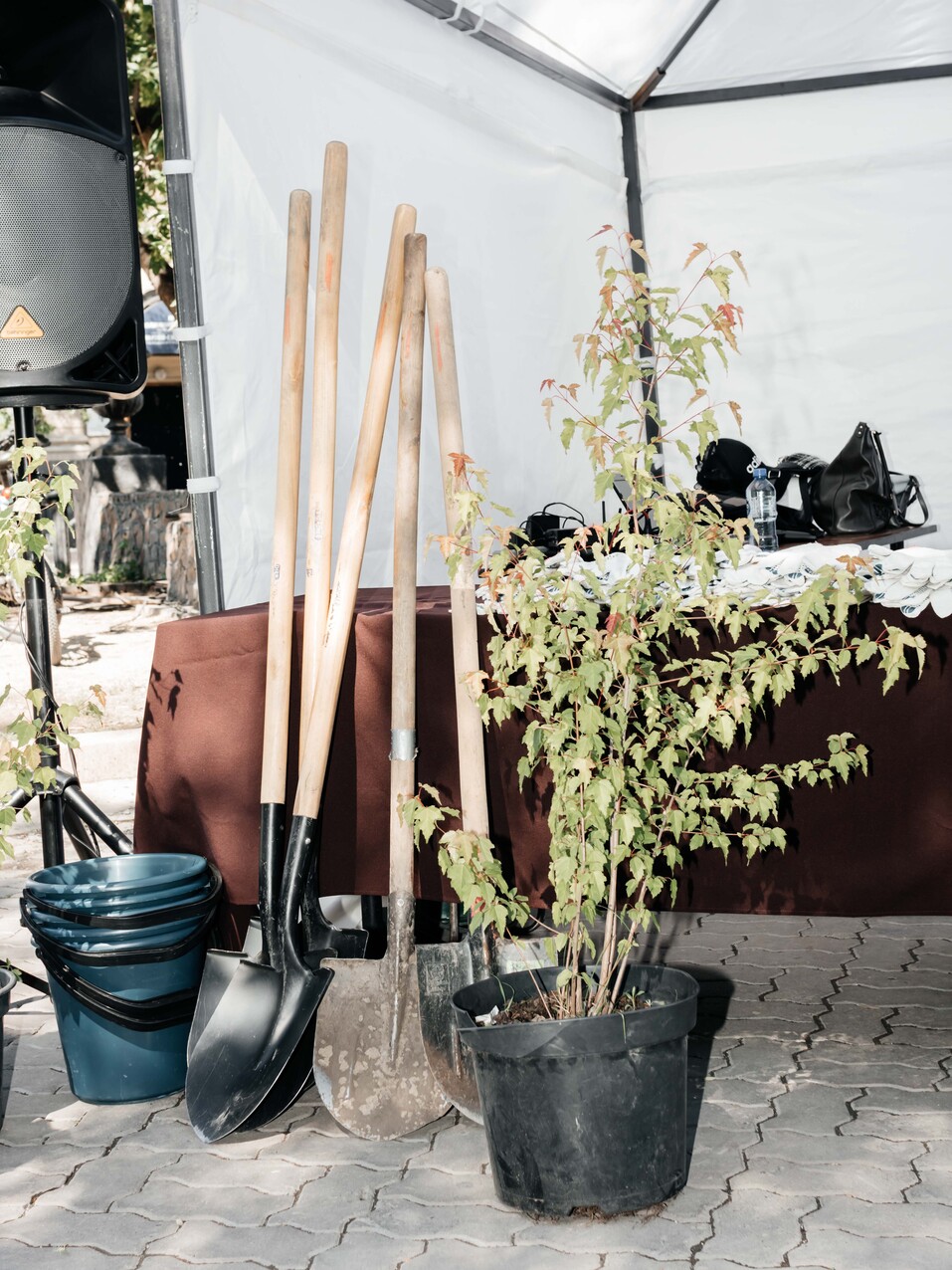 Издание «Деловой квартал» и новосибирское бизнес-сообщество подарили городу зеленую аллею 93 Издание «Деловой квартал» и новосибирское бизнес-сообщество подарили городу зеленую аллею 93