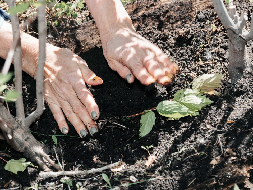 Издание «Деловой квартал» и новосибирское бизнес-сообщество подарили городу зеленую аллею 132 Издание «Деловой квартал» и новосибирское бизнес-сообщество подарили городу зеленую аллею 132