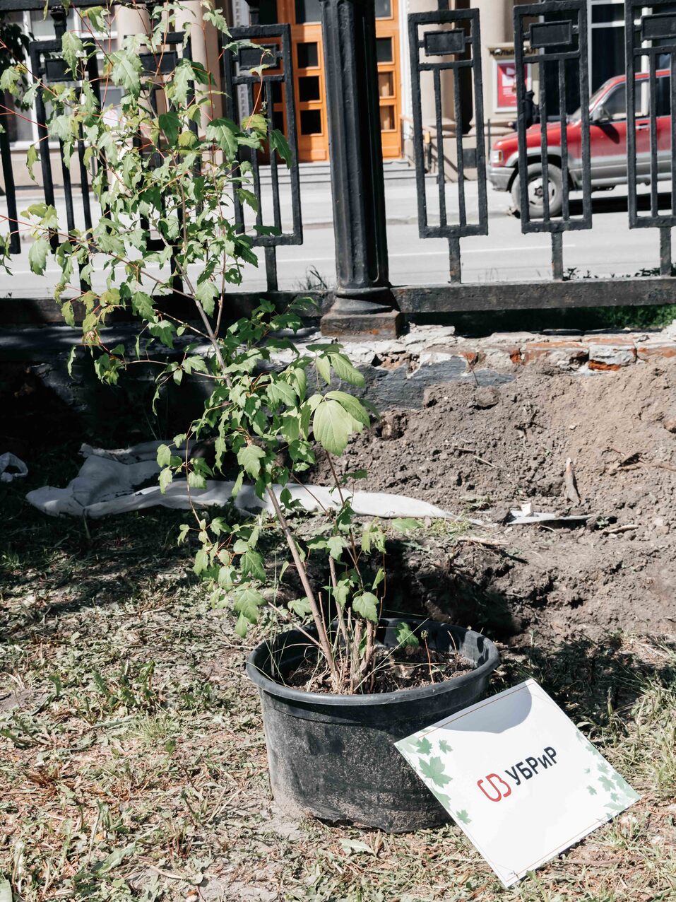 Издание «Деловой квартал» и новосибирское бизнес-сообщество подарили городу зеленую аллею 140 Издание «Деловой квартал» и новосибирское бизнес-сообщество подарили городу зеленую аллею 140