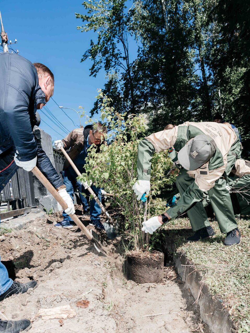 Издание «Деловой квартал» и новосибирское бизнес-сообщество подарили городу зеленую аллею 154 Издание «Деловой квартал» и новосибирское бизнес-сообщество подарили городу зеленую аллею 154
