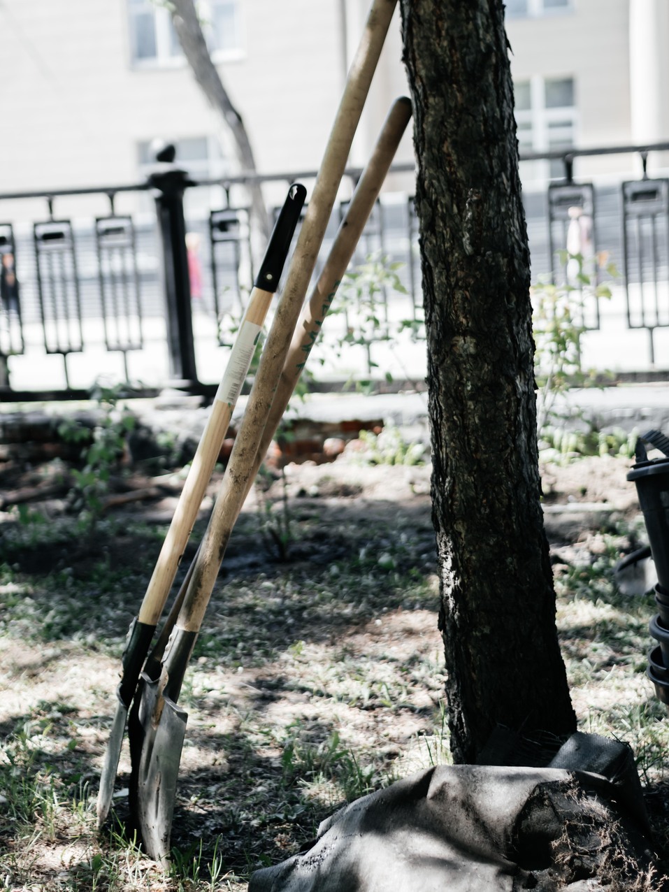 Издание «Деловой квартал» и новосибирское бизнес-сообщество подарили городу зеленую аллею 175 Издание «Деловой квартал» и новосибирское бизнес-сообщество подарили городу зеленую аллею 175