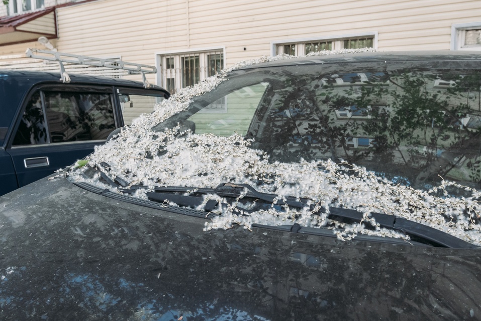 От пуха "страдают" автомобили От пуха "страдают" автомобили