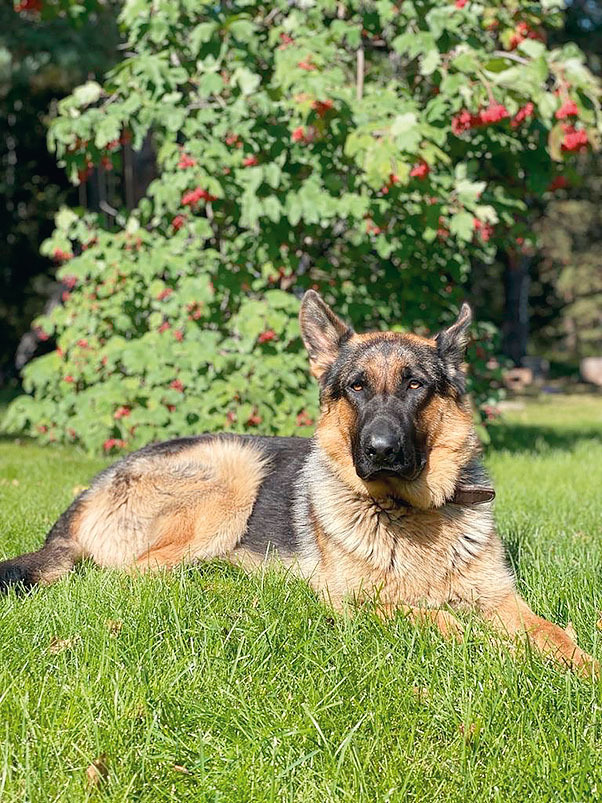 Дачный сезон: зарисовки о загородной жизни предпринимателей 5 Дачный сезон: зарисовки о загородной жизни предпринимателей 5