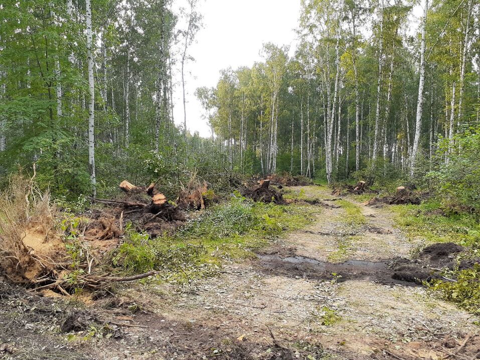 Возле элитного челябинского поселка массово рубят деревья. ФОТО 2 Возле элитного челябинского поселка массово рубят деревья. ФОТО 2