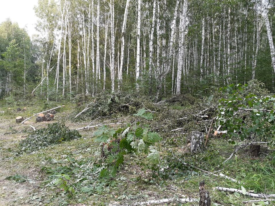 Возле элитного челябинского поселка массово рубят деревья. ФОТО 3 Возле элитного челябинского поселка массово рубят деревья. ФОТО 3