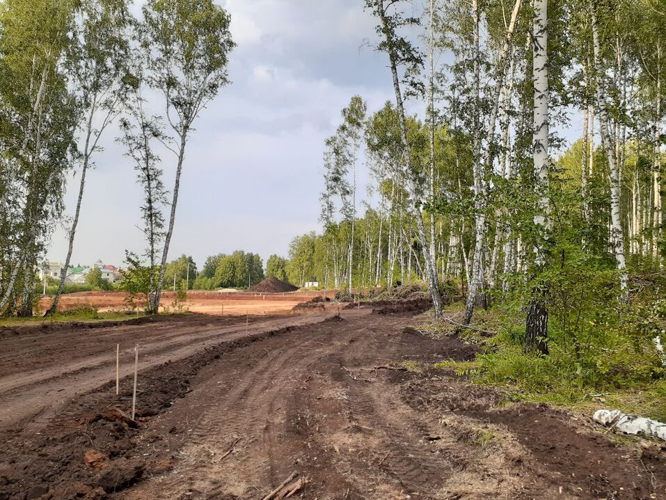 Возле элитного челябинского поселка массово рубят деревья. ФОТО 5 Возле элитного челябинского поселка массово рубят деревья. ФОТО 5