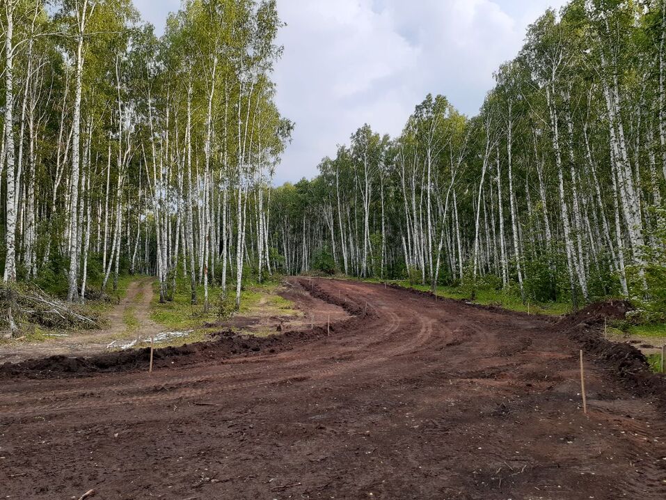 Возле элитного челябинского поселка массово рубят деревья. ФОТО 6 Возле элитного челябинского поселка массово рубят деревья. ФОТО 6