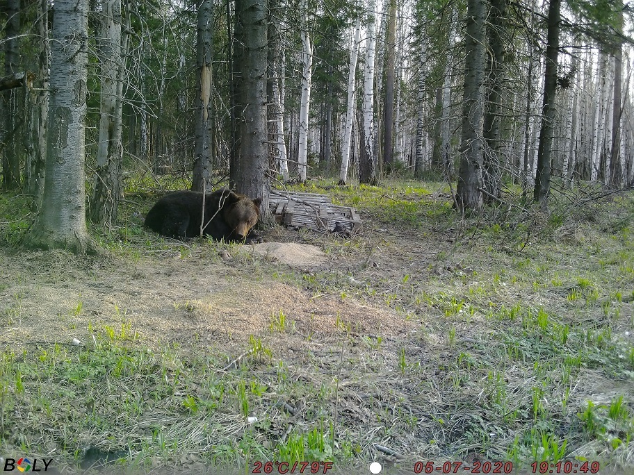 В Челябинской области продают VIP-охотхозяйство. Фото 6 В Челябинской области продают VIP-охотхозяйство. Фото 6