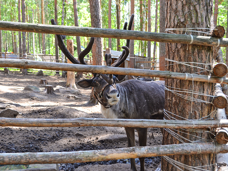 Заглянуть за границу миров. Где на Урале узнать о культуре и обычаях манси — людей леса 15 Заглянуть за границу миров. Где на Урале узнать о культуре и обычаях манси — людей леса 15