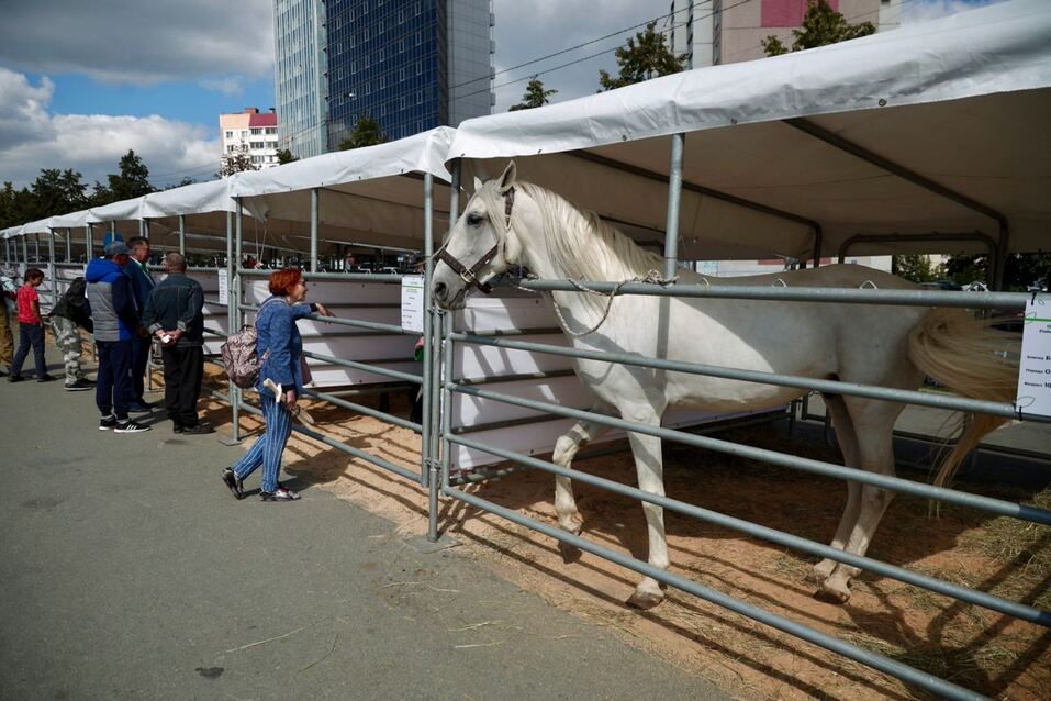 Осетры, хамон и мёд: Алексей Текслер открыл крупнейшую агровыставку в Челябинске. Фото 2 Осетры, хамон и мёд: Алексей Текслер открыл крупнейшую агровыставку в Челябинске. Фото 2