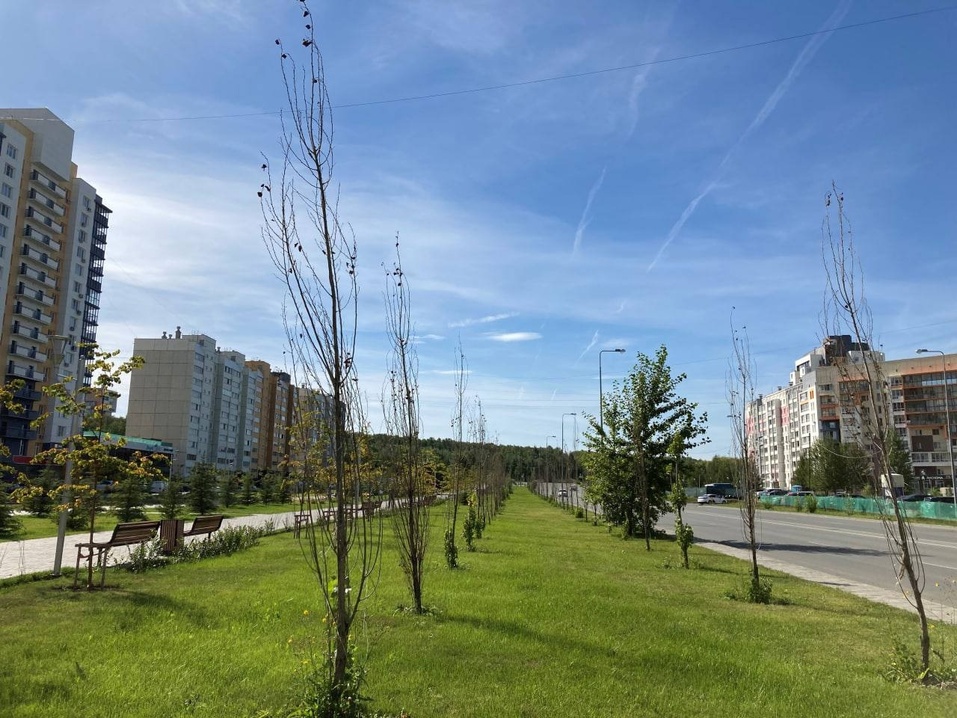 В Челябинске назвали нерадивых озеленителей 2 В Челябинске назвали нерадивых озеленителей 2