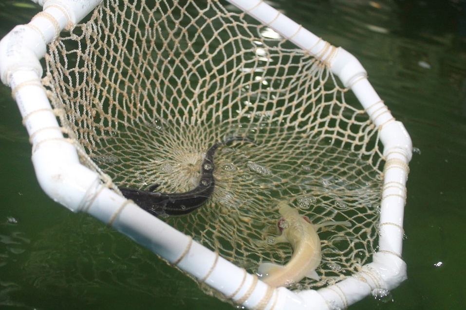 Воздушный шар и осетровая рыбалка: чем заманят туристов южноуральские фермеры в 2023 году? 2 Воздушный шар и осетровая рыбалка: чем заманят туристов южноуральские фермеры в 2023 году? 2