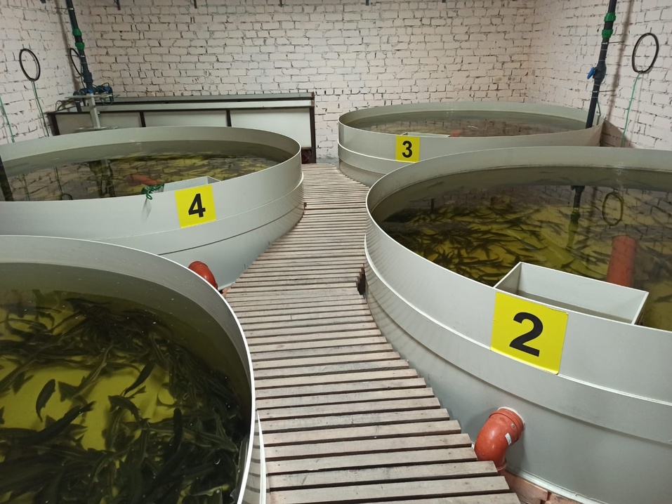 Как выращивают осетровых Как выращивают осетровых