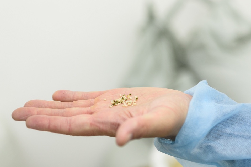 «Сгущенка из конопли — такого еще не было», — Дмитрий Ильков, совладелец компании «Медал» 10 «Сгущенка из конопли — такого еще не было», — Дмитрий Ильков, совладелец компании «Медал» 10