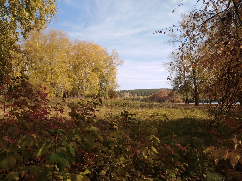 В Екатеринбурге проведут учет городских лесов: их нужно грамотно использовать 1 В Екатеринбурге проведут учет городских лесов: их нужно грамотно использовать 1