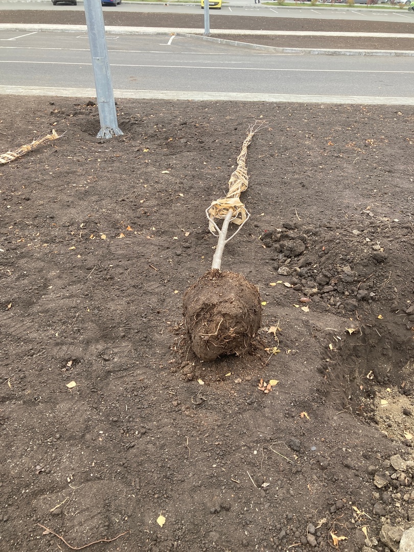 При строительстве новой дороги в Челябинске «посадили» деревья в бетон 3 При строительстве новой дороги в Челябинске «посадили» деревья в бетон 3