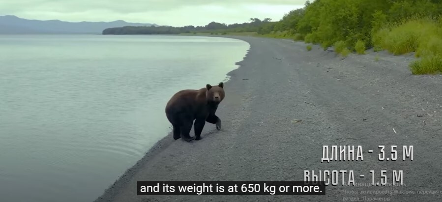 Хобби для избранных. Уральский бизнесмен снял фильм про охоту на Камчатке 1 Хобби для избранных. Уральский бизнесмен снял фильм про охоту на Камчатке 1