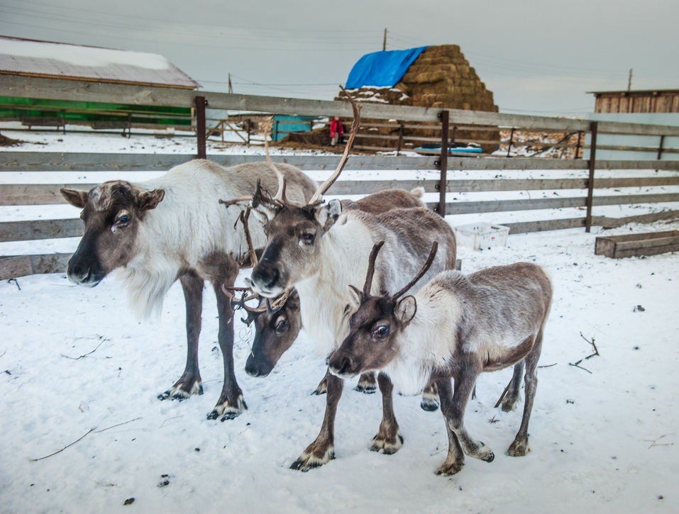В Челябинской области продают базу отдыха со страусиной фермой. Фото 7 В Челябинской области продают базу отдыха со страусиной фермой. Фото 7