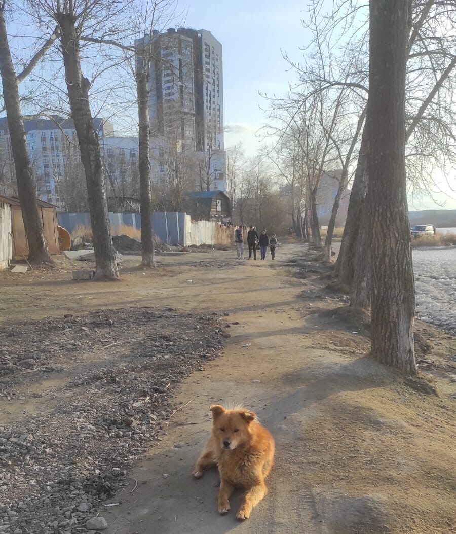 «Деньги пилят, собак убивают». Как «черные» приюты и «разводчики» зарабатывают на животных 2 «Деньги пилят, собак убивают». Как «черные» приюты и «разводчики» зарабатывают на животных 2