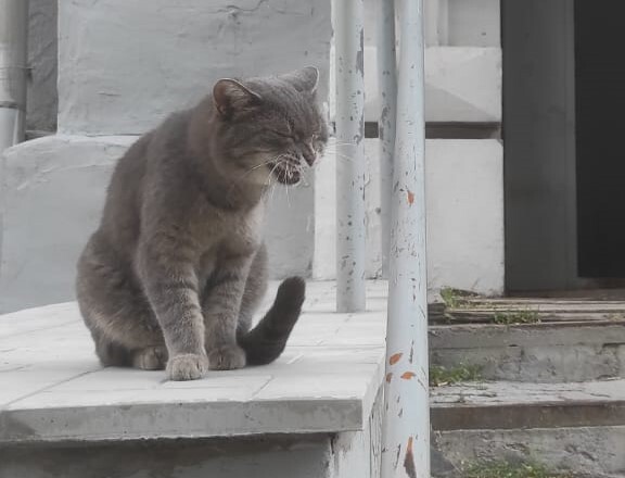 «Деньги пилят, собак убивают». Как «черные» приюты и «разводчики» зарабатывают на животных 3 «Деньги пилят, собак убивают». Как «черные» приюты и «разводчики» зарабатывают на животных 3